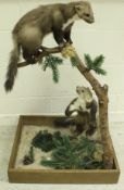 A taxidermy stuffed and mounted pair of Pine Martens in naturalistic setting upon a branch
