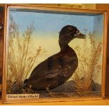 A taxidermy stuffed and mounted Velvet Scoter (male) in naturalistic setting,