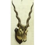 A taxidermy stuffed and mounted Black Buck head with horns,