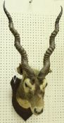 A taxidermy stuffed and mounted Black Buck head with horns,