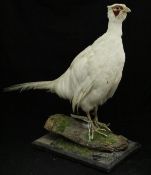 A taxidermy stuffed and mounted Cock Pheasant in white on a mossy log mount and ebonised plinth