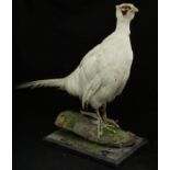 A taxidermy stuffed and mounted Cock Pheasant in white on a mossy log mount and ebonised plinth