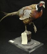 A taxidermy stuffed and mounted Ring-necked Pheasant Cock on stump mount and ebonised base bearing