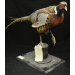 A taxidermy stuffed and mounted Ring-necked Pheasant Cock on stump mount and ebonised base bearing