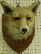 A taxidermy stuffed and mounted Fox mask on oak shield-shaped mount by Gerrard,