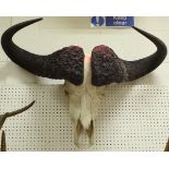 A pair of skull mounted Cape Buffalo horns