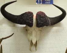 A pair of skull mounted Cape Buffalo horns