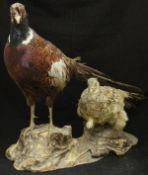 A taxidermy stuffed and mounted pair of Ring-necked Pheasants Cock and Hen on a log mount