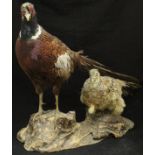 A taxidermy stuffed and mounted pair of Ring-necked Pheasants Cock and Hen on a log mount