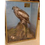 A taxidermy display case attributed to MacPhearson containing a stuffed and mounted Golden Eagle,