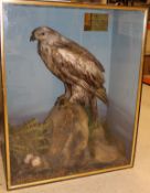 A taxidermy display case attributed to MacPhearson containing a stuffed and mounted Golden Eagle,