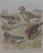 AFTER ARCHIBALD THORBURN "A study of Ducks" and "A study of Geese", colour prints,