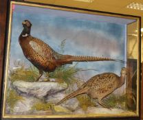 A taxidermy stuffed and mounted pair of Cock and Hen Pheasant in naturalistic setting,