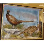A taxidermy stuffed and mounted pair of Cock and Hen Pheasant in naturalistic setting,