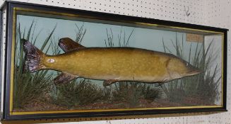 A taxidermy stuffed and mounted Pike in naturalistic setting,