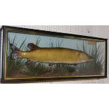 A taxidermy stuffed and mounted Pike in naturalistic setting,