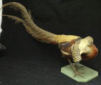 A taxidermy stuffed and mounted Golden Pheasant Cock on a painted wooden base