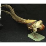 A taxidermy stuffed and mounted Golden Pheasant Cock on a painted wooden base