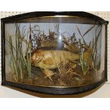 A taxidermy stuffed and mounted Perch in accentuated bow-fronted verre-eglomise case,