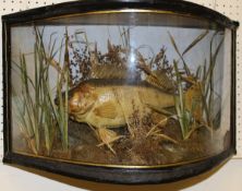 A taxidermy stuffed and mounted Perch in accentuated bow-fronted verre-eglomise case,