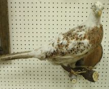 A Melanistic Pheasant Cock on wall mount and two wall-mounted Ducks in flight