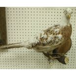 A Melanistic Pheasant Cock on wall mount and two wall-mounted Ducks in flight