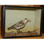 A taxidermy stuffed and mounted Sanderling in naturalistic setting,