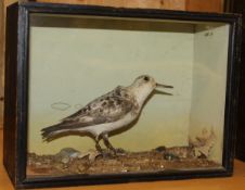 A taxidermy stuffed and mounted Sanderling in naturalistic setting,