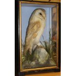 A taxidermy stuffed and mounted Barn Owl in naturalistic setting upon a rock,