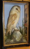 A taxidermy stuffed and mounted Barn Owl in naturalistic setting upon a rock,