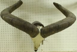 A pair of skull mounted horns (Dagestan Tur Ram),