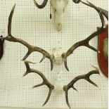 A pair of skull cap mounted 10 point Red Deer antlers and another pair of 9 point antlers