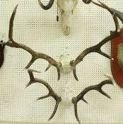 A pair of skull cap mounted 10 point Red Deer antlers and another pair of 9 point antlers