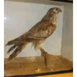 A taxidermy stuffed and mounted Marsh Harrier upon a mossy pole in a glazed display case