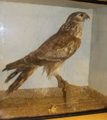 A taxidermy stuffed and mounted Marsh Harrier upon a mossy pole in a glazed display case