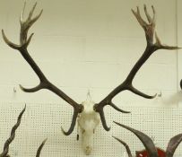 A skull mounted pair of 17 point Red Deer antlers,