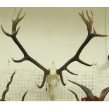 A skull mounted pair of 17 point Red Deer antlers,