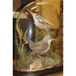 A taxidermy stuffed and mounted Kingfisher and Dipper in naturalistic setting,