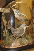 A taxidermy stuffed and mounted Kingfisher and Dipper in naturalistic setting,