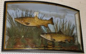 A taxidermy stuffed and mounted pair of Brown Trout in naturalistic setting and bow-fronted