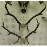 A pair of 10 point Red Deer antlers,