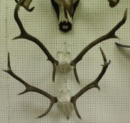 A pair of 10 point Red Deer antlers,