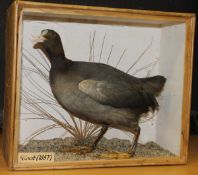 A taxidermy stuffed and mounted Bald-headed Coot in naturalistic setting,
