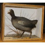 A taxidermy stuffed and mounted Bald-headed Coot in naturalistic setting,