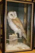 A taxidermy stuffed and mounted Barn Owl in naturalistic setting on a snowy post,