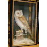 A taxidermy stuffed and mounted Barn Owl in naturalistic setting on a snowy post,