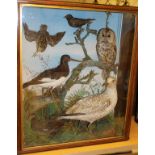 A taxidermy stuffed and mounted collection of various birds in the manner of Jeffries including