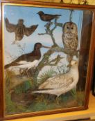 A taxidermy stuffed and mounted collection of various birds in the manner of Jeffries including