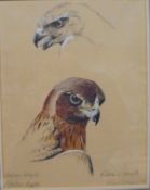 RICHARD WARD "Golden Eagle", head study, pencil and watercolour,