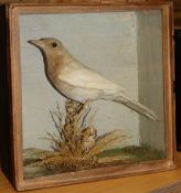 A taxidermy stuffed and mounted Albino Blackbird in naturalistic setting upon a mossy branch,